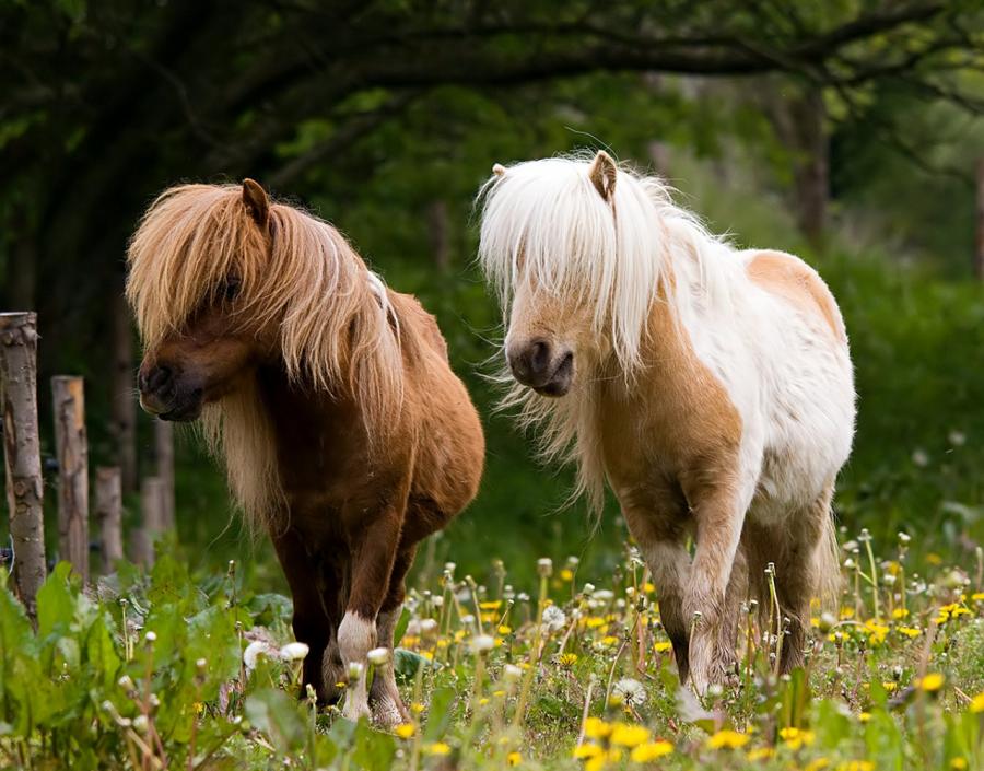 ponies