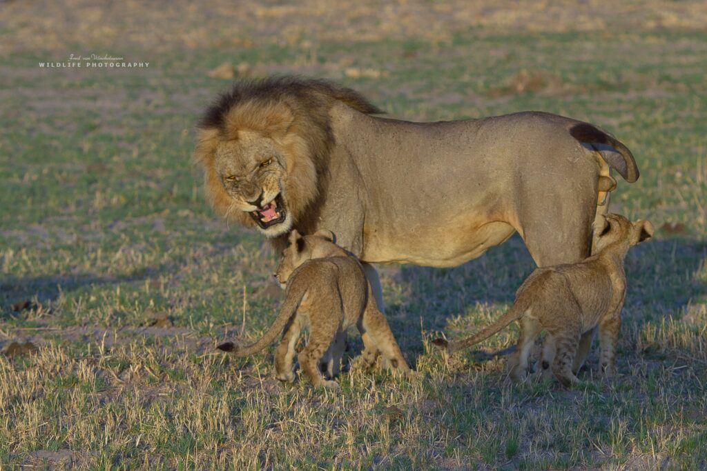 FRED - MALE WITH CUBS
